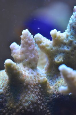 Koralle_ - 1.jpg