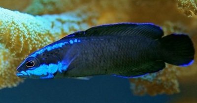 Pseudochromis springeri.JPG