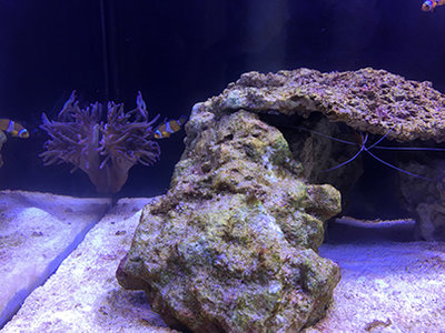 AquaSango (4).JPG