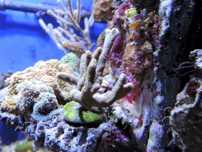 Montipora.JPG