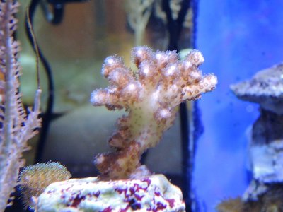 Pocillopora.JPG