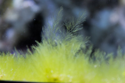 bryopsis1355 Kopie.jpg