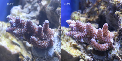 a_millepora.jpg