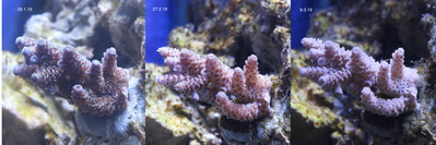 a_millepora_190310.jpg