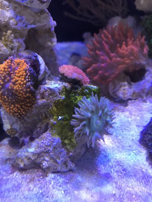 Cyanos?