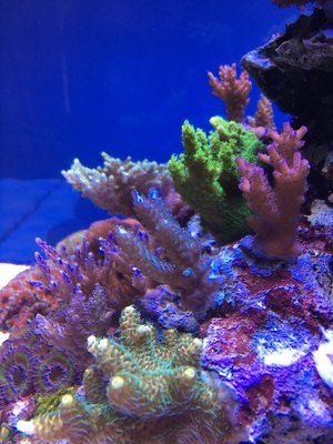 SPS