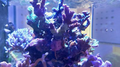 Reefer170_Koralle weiss.jpg