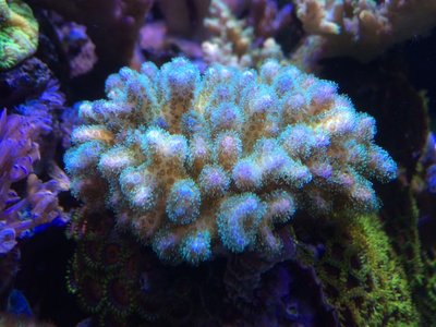 Pocillopora damicornis.jpeg