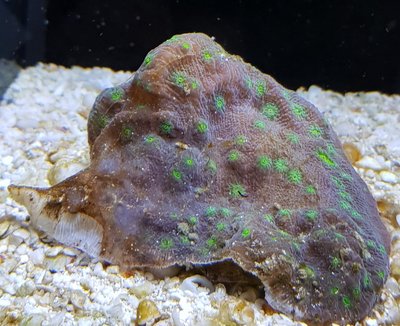 Lamellosa.jpg