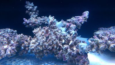 IMAG0705.jpg