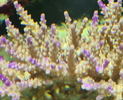 Acropora Valida