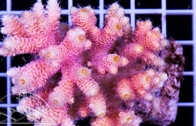 Millepora.JPG