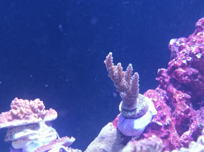 Acro Pink Tips