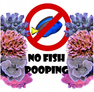 no fish pooping.jpg