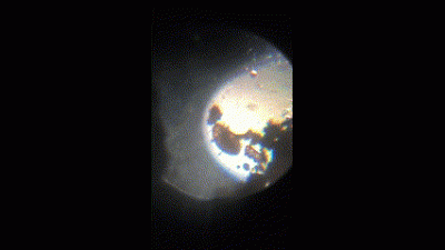 MeWa-SchleimMitTier.gif