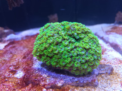 Goniopora 11.6.2025.jpg
