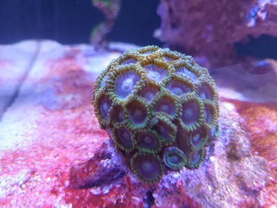 Krustenanemone 11.6.2025.jpg