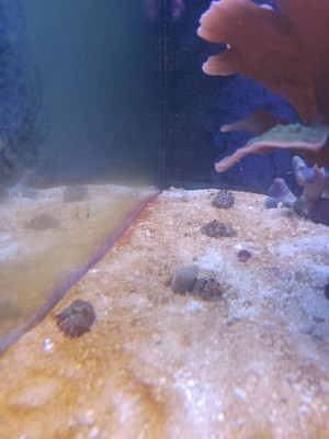 leichte Cyanobildung