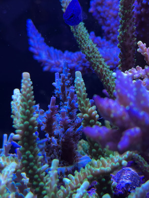 Acropora kenti