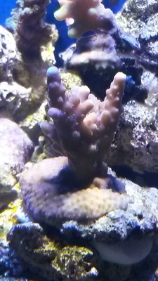Acropora tricolor?