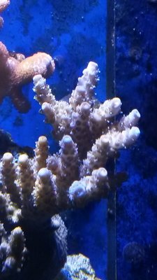 Acropora hyacintus