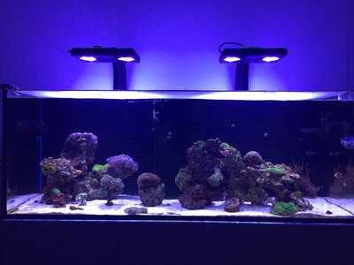 Red Sea Reefer 450