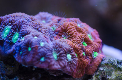 DSC_0042.jpg
