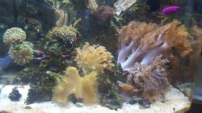 IMG-20160219-WA0000[1].jpg