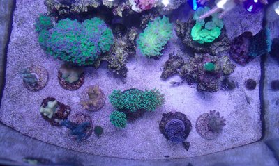 IMG-20160311-WA0002[1].jpg