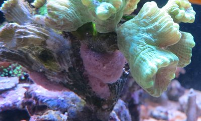 IMG_7405a.jpg
