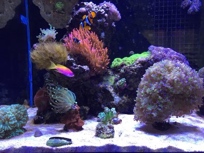 Standort der Euphyllia