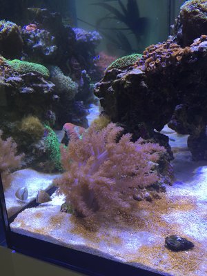 braune Beläge auf dem Sand