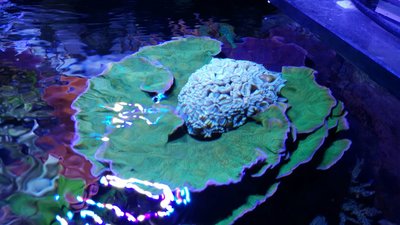 IMG-20160410-WA0029.jpg