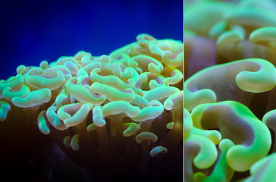 E. Ancora in Neon grün! Wunderschön :)