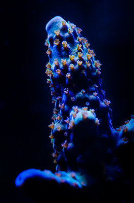 Acropora. Aber welche? Jeamnd ne Idee? War anfänglich blau. Derzeit ist sie grün...