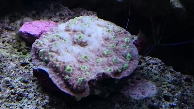 DSC_0240.jpg