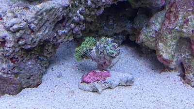 DSC_0241.jpg