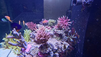 DSC_0234.jpg