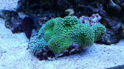 IMG-20160710-WA0036.jpg