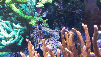 IMG-20160710-WA0039.jpg