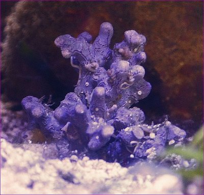 comp_730B0008a.jpg