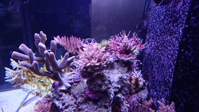 DSC_0556.jpg