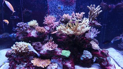 DSC_1006.jpg