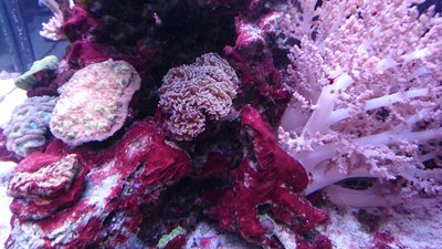 DSC_1007.jpg