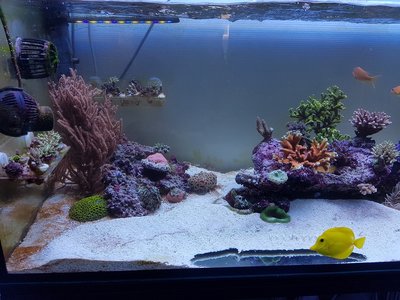 Aquarium links.jpg