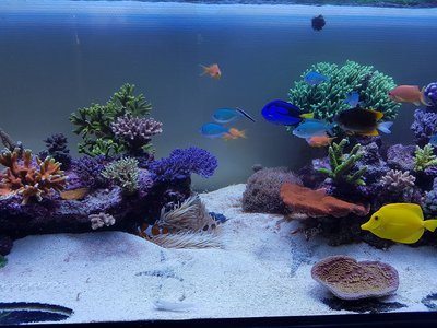 Aquarium Mitte.jpg