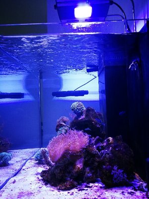 IMG_20160918_112516-480x640.jpg