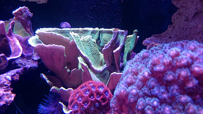 DSC_1578s.JPG