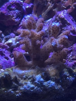 62E5B322-D488-406A-959D-1B455E517510L0001--IMG_1642.JPG.jpg