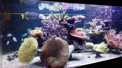 IMG-20161113-WA0006.jpg